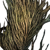 ククノチ